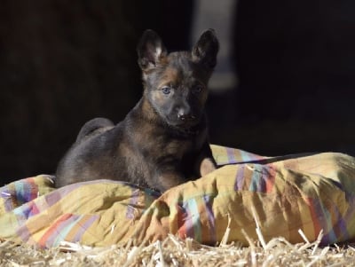 Les chiots de Berger Belge