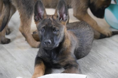 Les chiots de Berger Belge