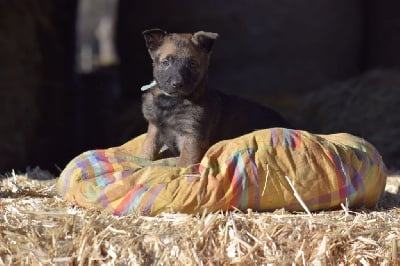 Les chiots de Berger Belge