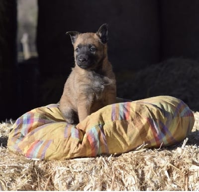 Les chiots de Berger Belge