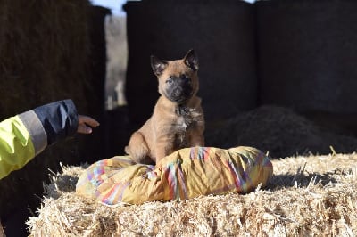 Les chiots de Berger Belge