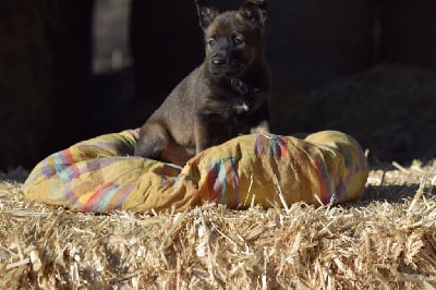 Les chiots de Berger Belge