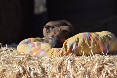 Les chiots de Berger Belge