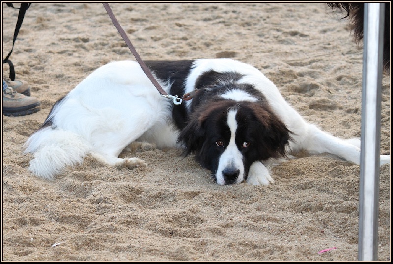 Publication : Du Castel De Warluis