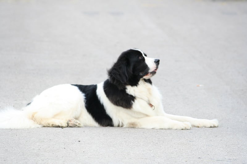 Publication : Du Castel De Warluis