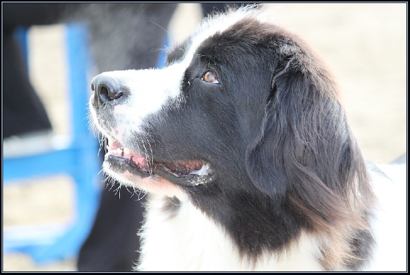 Publication : Du Castel De Warluis