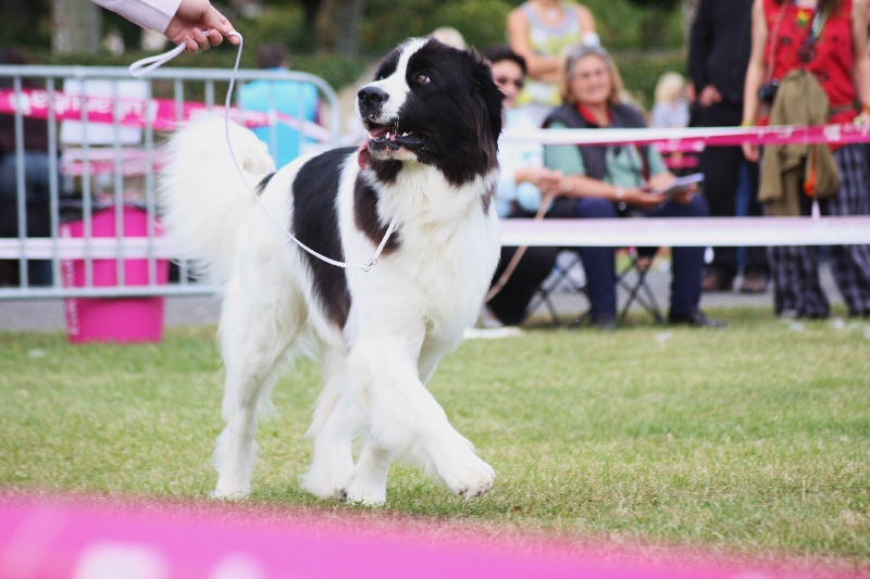 Publication : Du Castel De Warluis