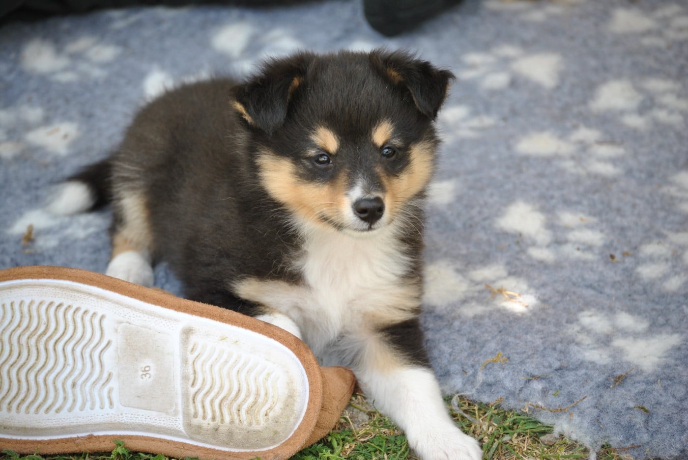 Publication : du trefle gatinais Auteur : Karinebl