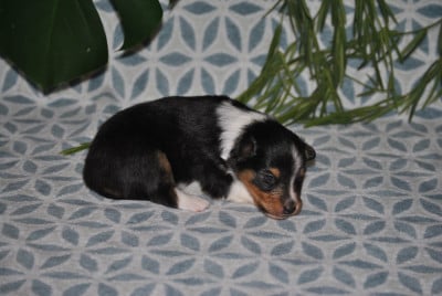 Les chiots de Shetland Sheepdog