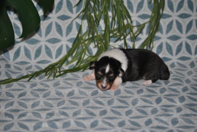 Les chiots de Shetland Sheepdog