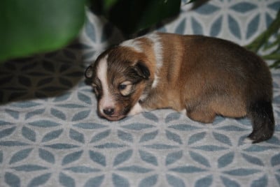 Les chiots de Shetland Sheepdog