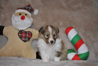 Les chiots de Shetland Sheepdog