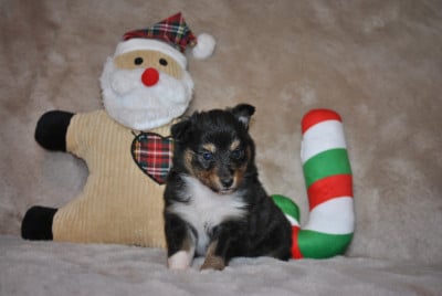 Les chiots de Shetland Sheepdog