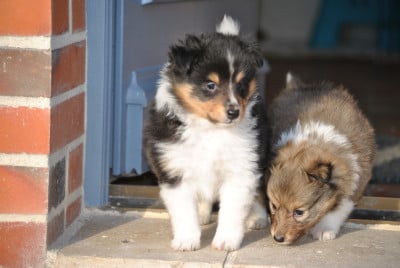 Les chiots de Shetland Sheepdog