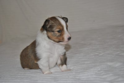 B............... - Shetland Sheepdog