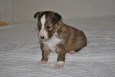 B................. - Shetland Sheepdog