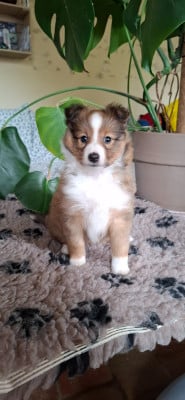 Les chiots de Shetland Sheepdog