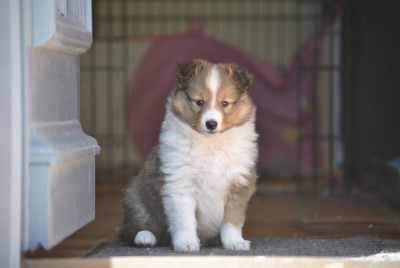 Les chiots de Shetland Sheepdog