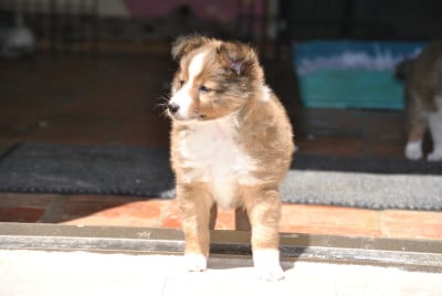 Les chiots de Shetland Sheepdog
