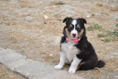 Les chiots de Shetland Sheepdog