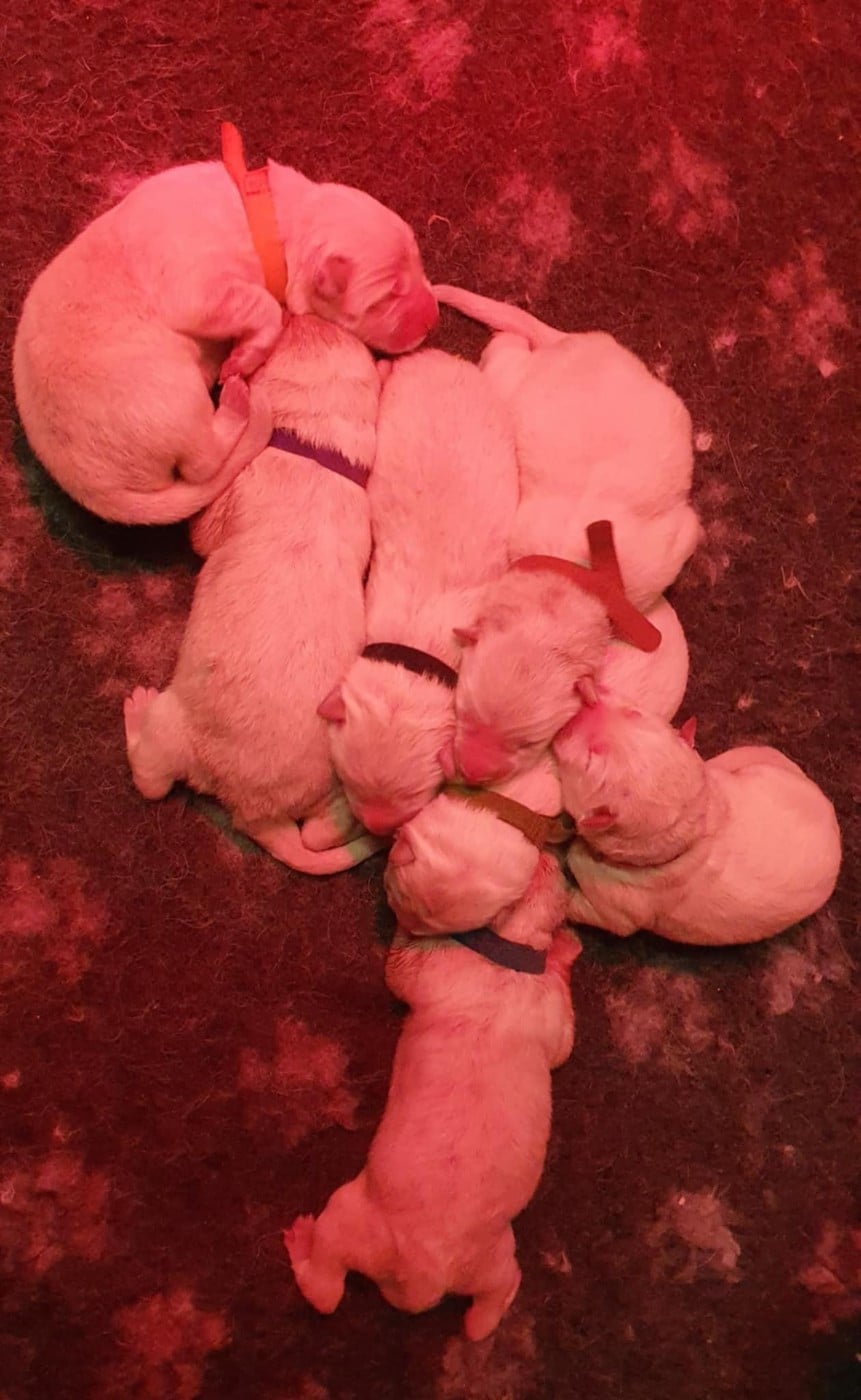 Berger Blanc Suisse - Of Shepherd's Paw