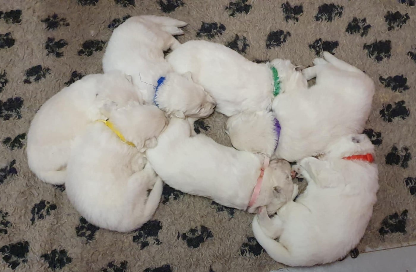 Berger Blanc Suisse - Of Shepherd's Paw