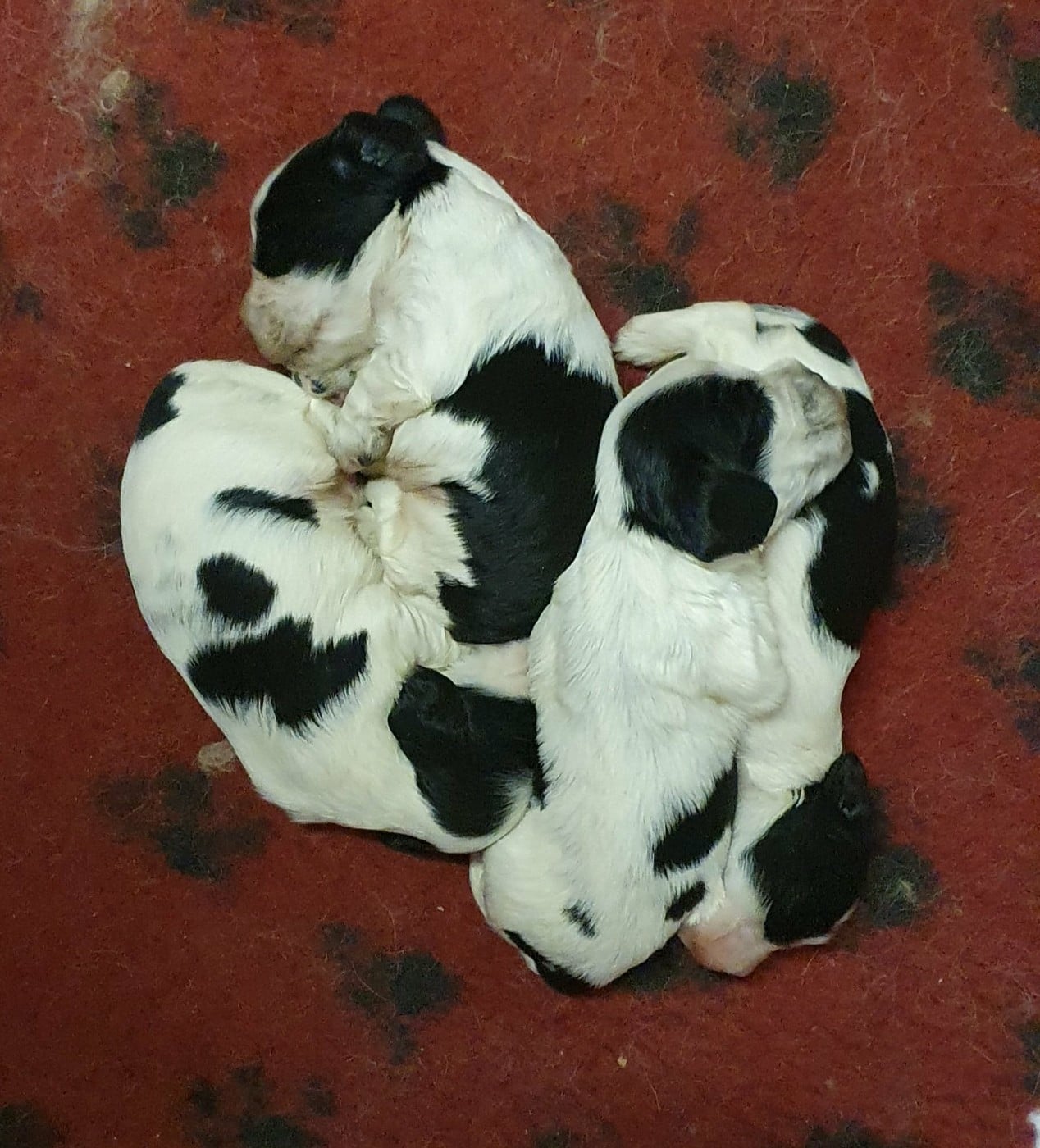 Cocker Spaniel Anglais - Of Shepherd's Paw
