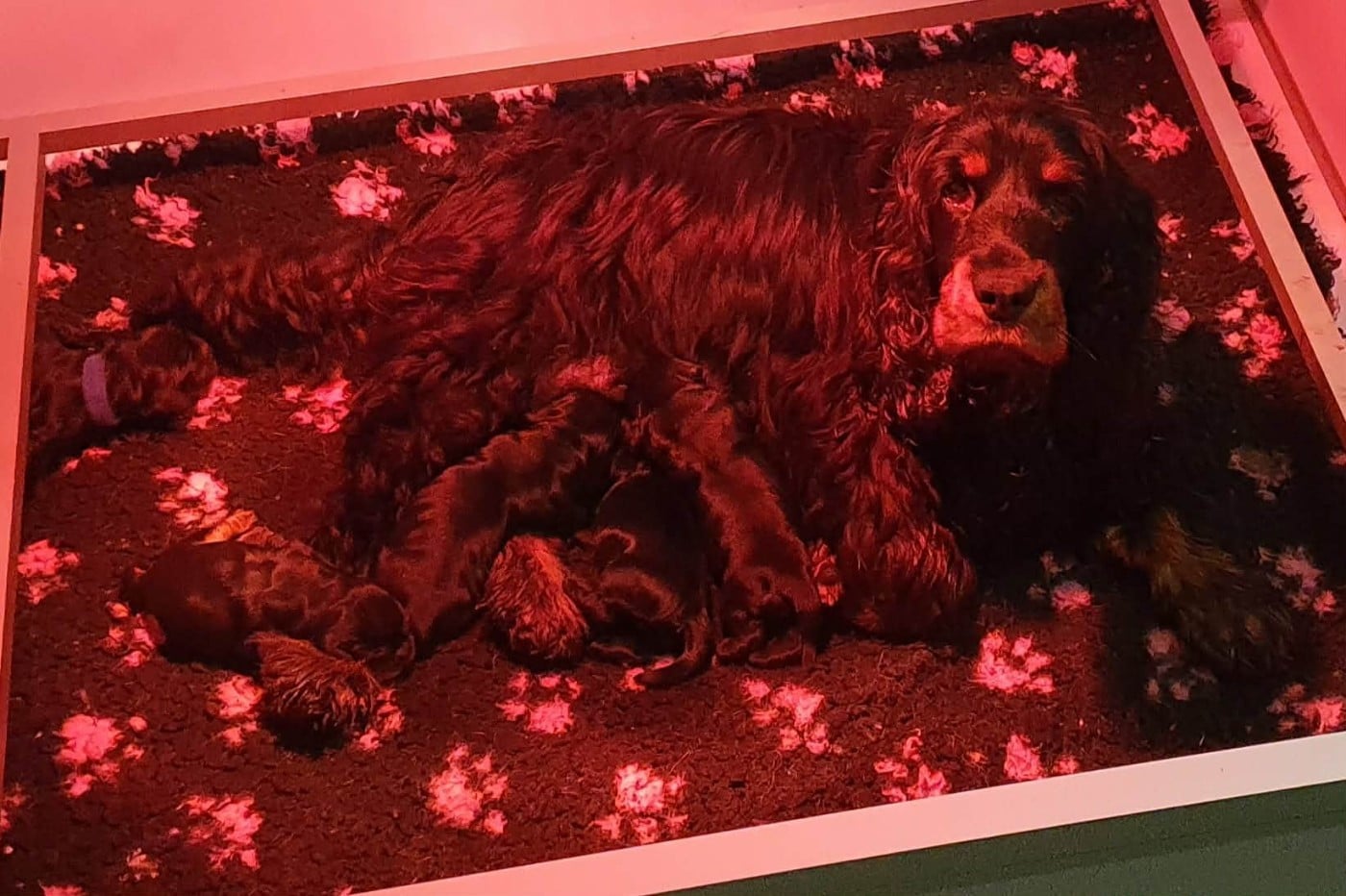 Cocker Spaniel Anglais - Of Shepherd's Paw