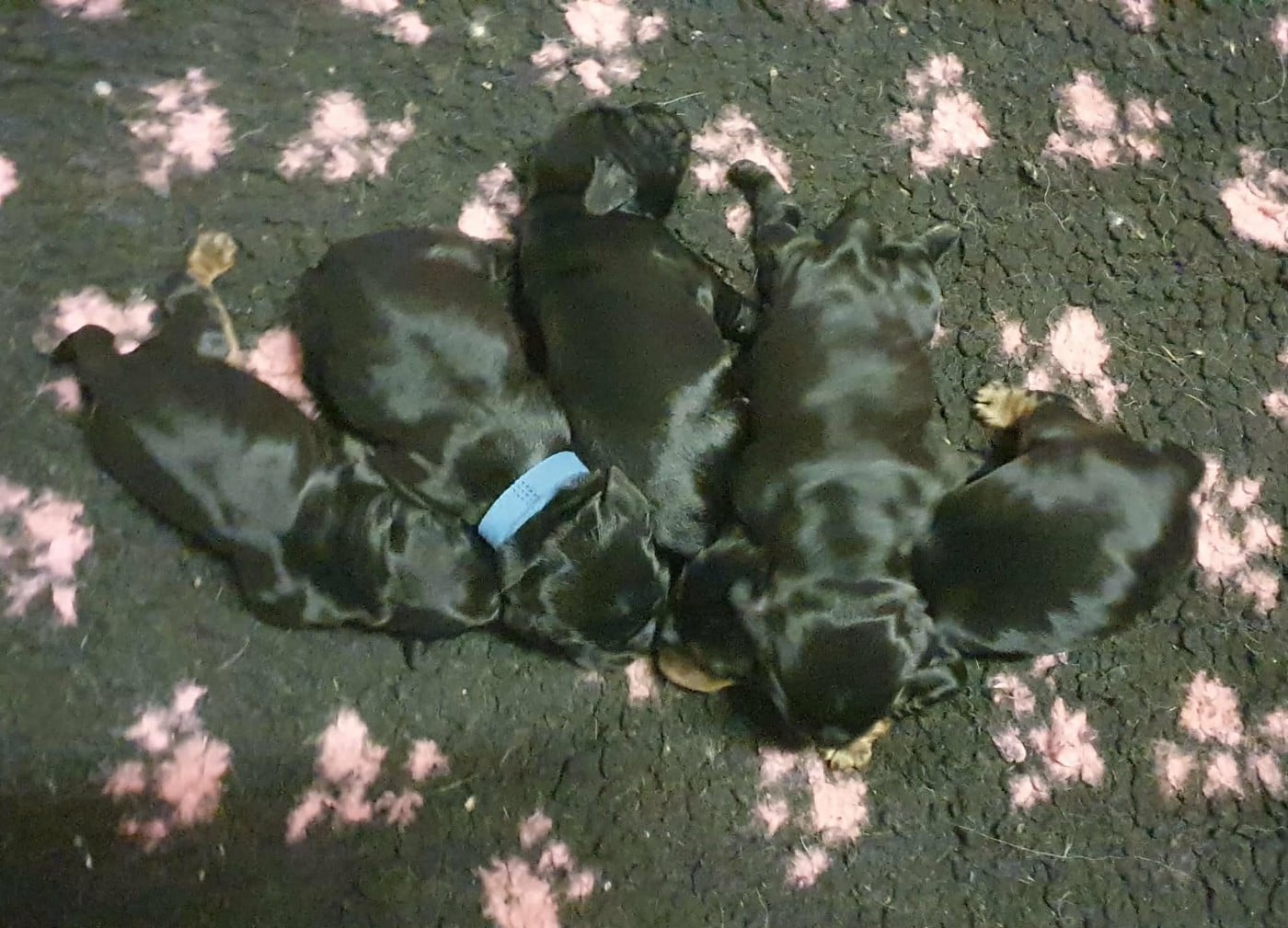 male noir - Cocker Spaniel Anglais