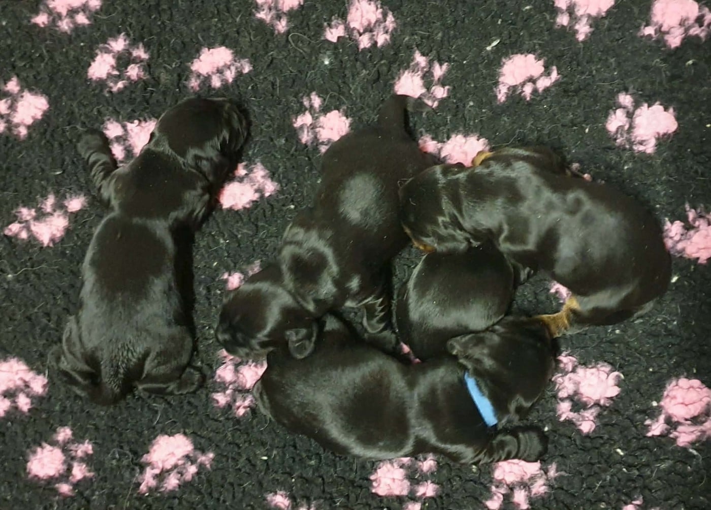 Cocker Spaniel Anglais - Of Shepherd's Paw