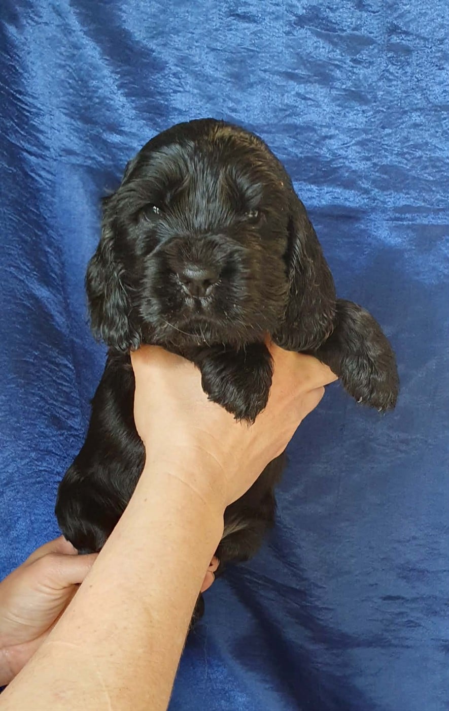 male noir - Cocker Spaniel Anglais