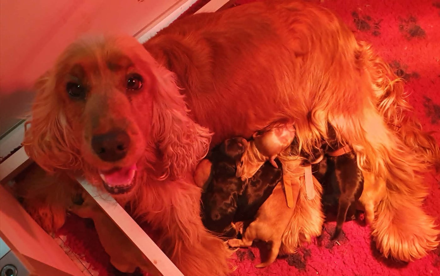 male fauve - Cocker Spaniel Anglais