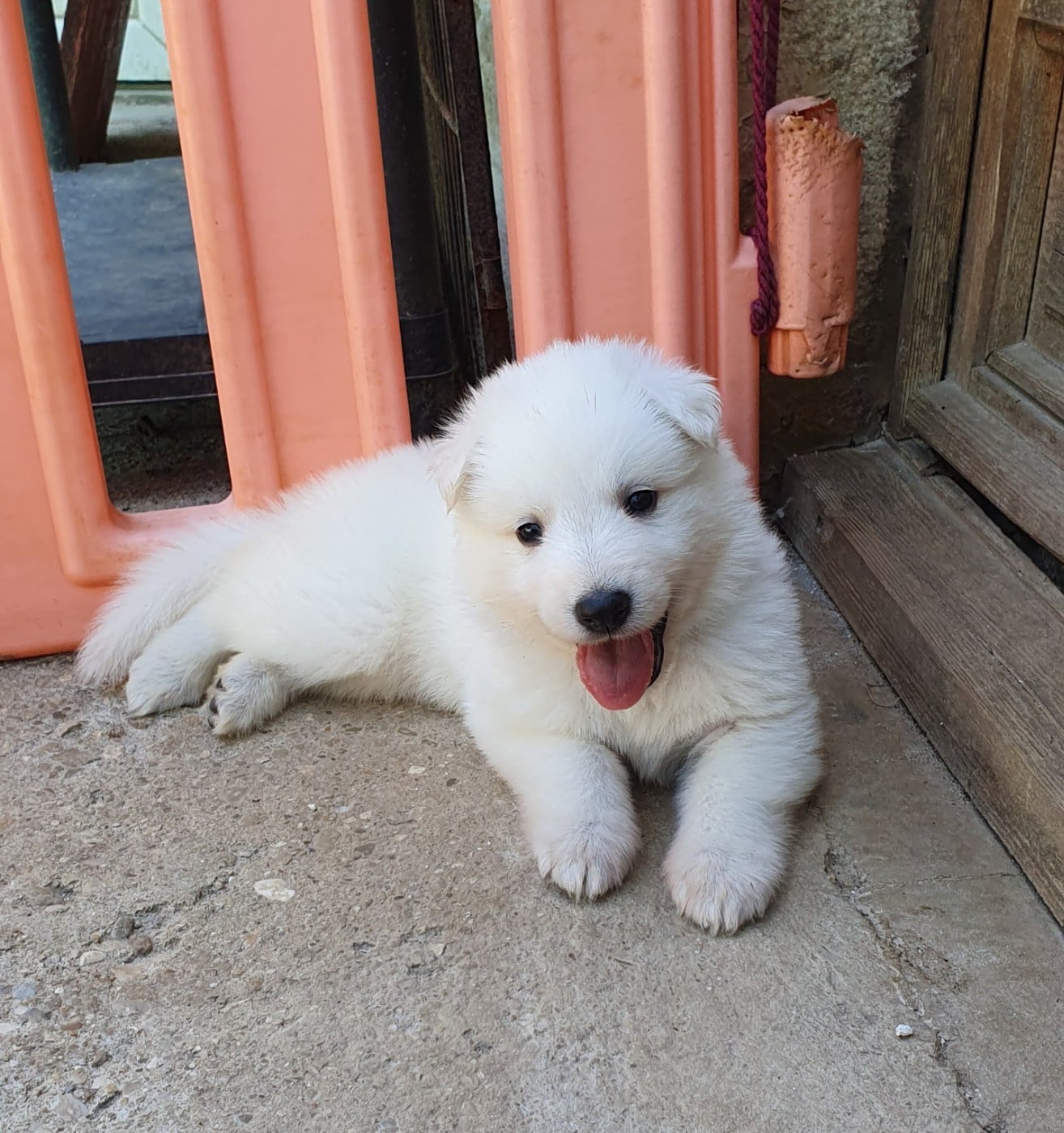 Berger Blanc Suisse - Of Shepherd's Paw