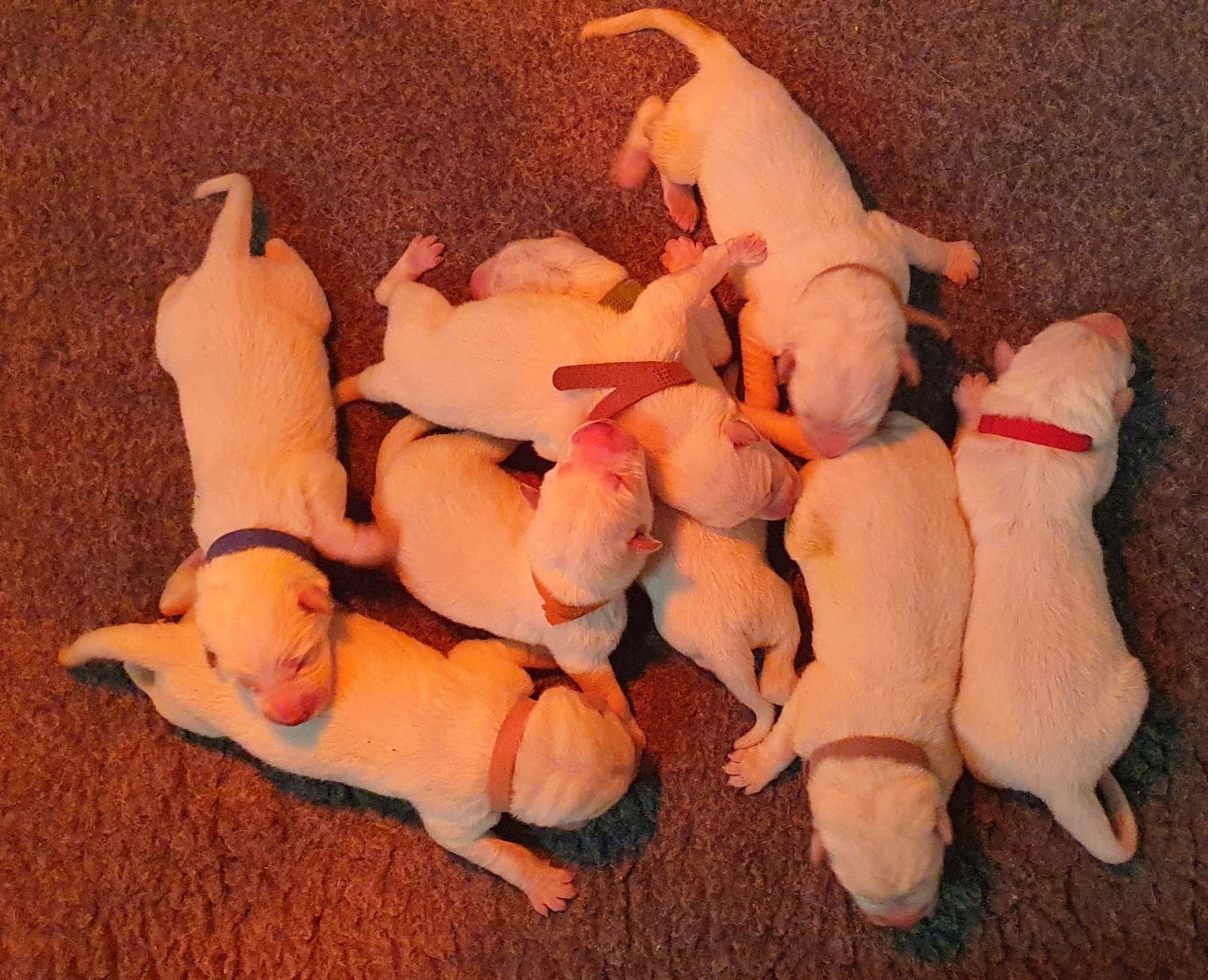 Berger Blanc Suisse - Of Shepherd's Paw