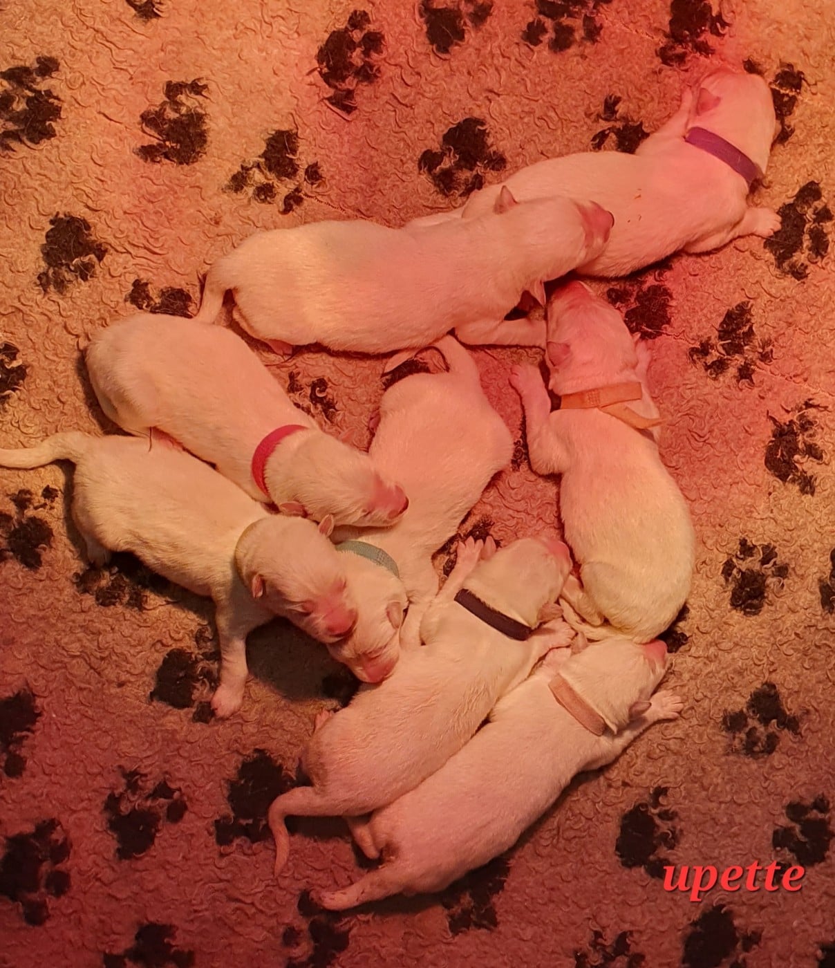 Chiot N°1 - Berger Blanc Suisse