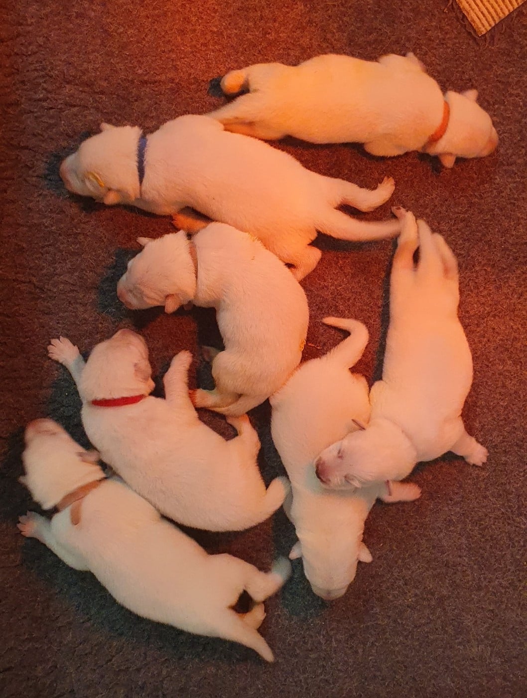 CHIOT 3 - Berger Blanc Suisse