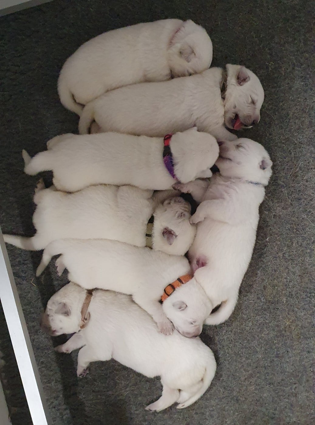 CHIOT - Berger Blanc Suisse