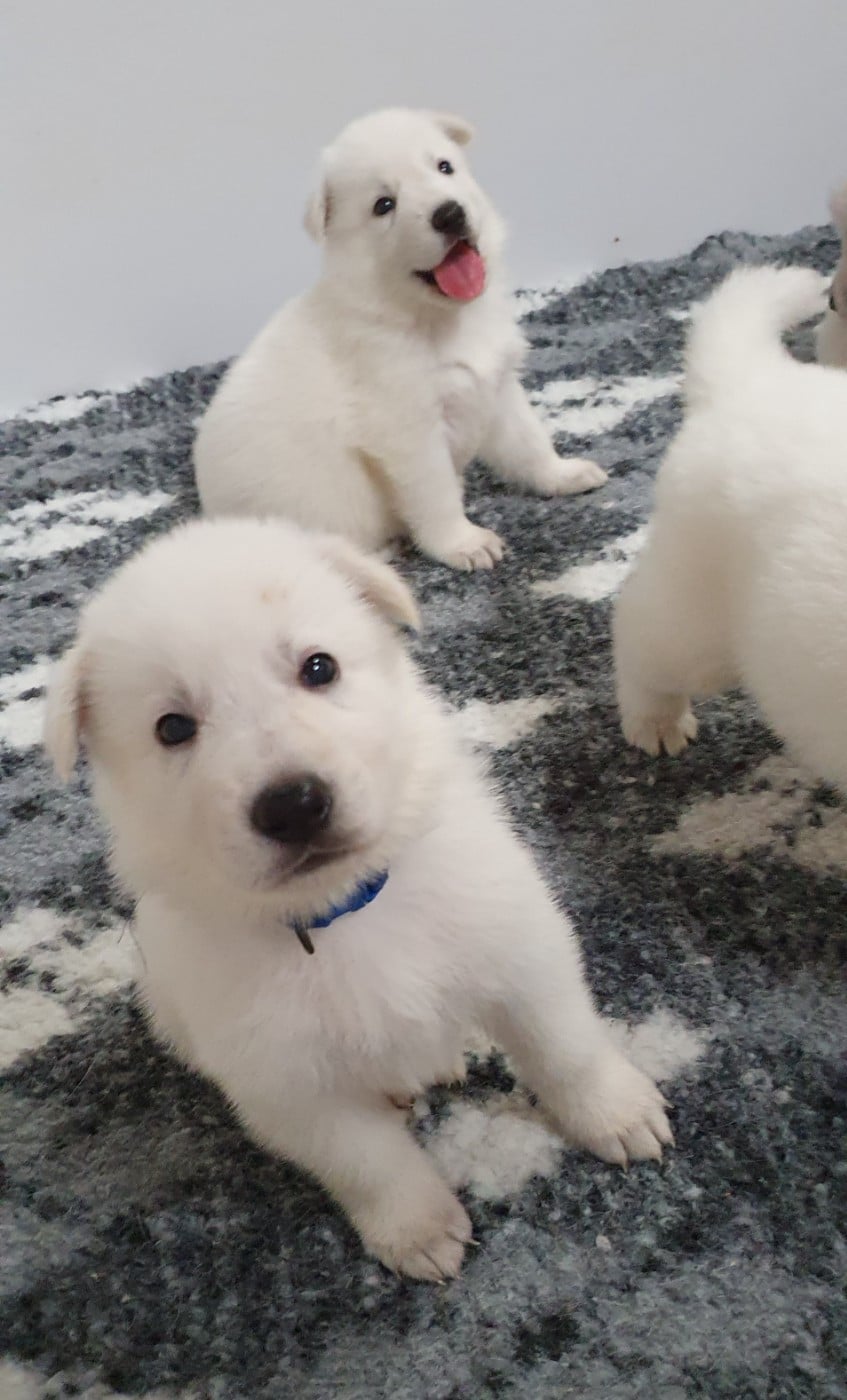 Berger Blanc Suisse - Of Shepherd's Paw