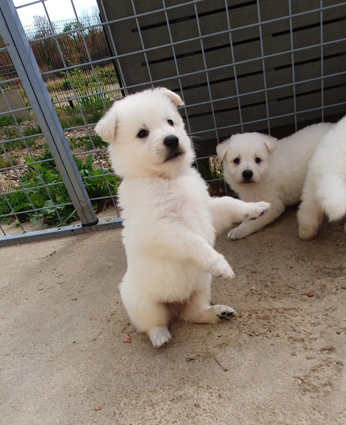 Chiot N°3 - Berger Blanc Suisse