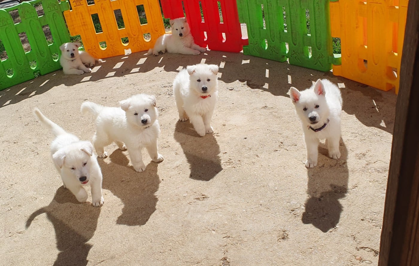 Berger Blanc Suisse - Of Shepherd's Paw
