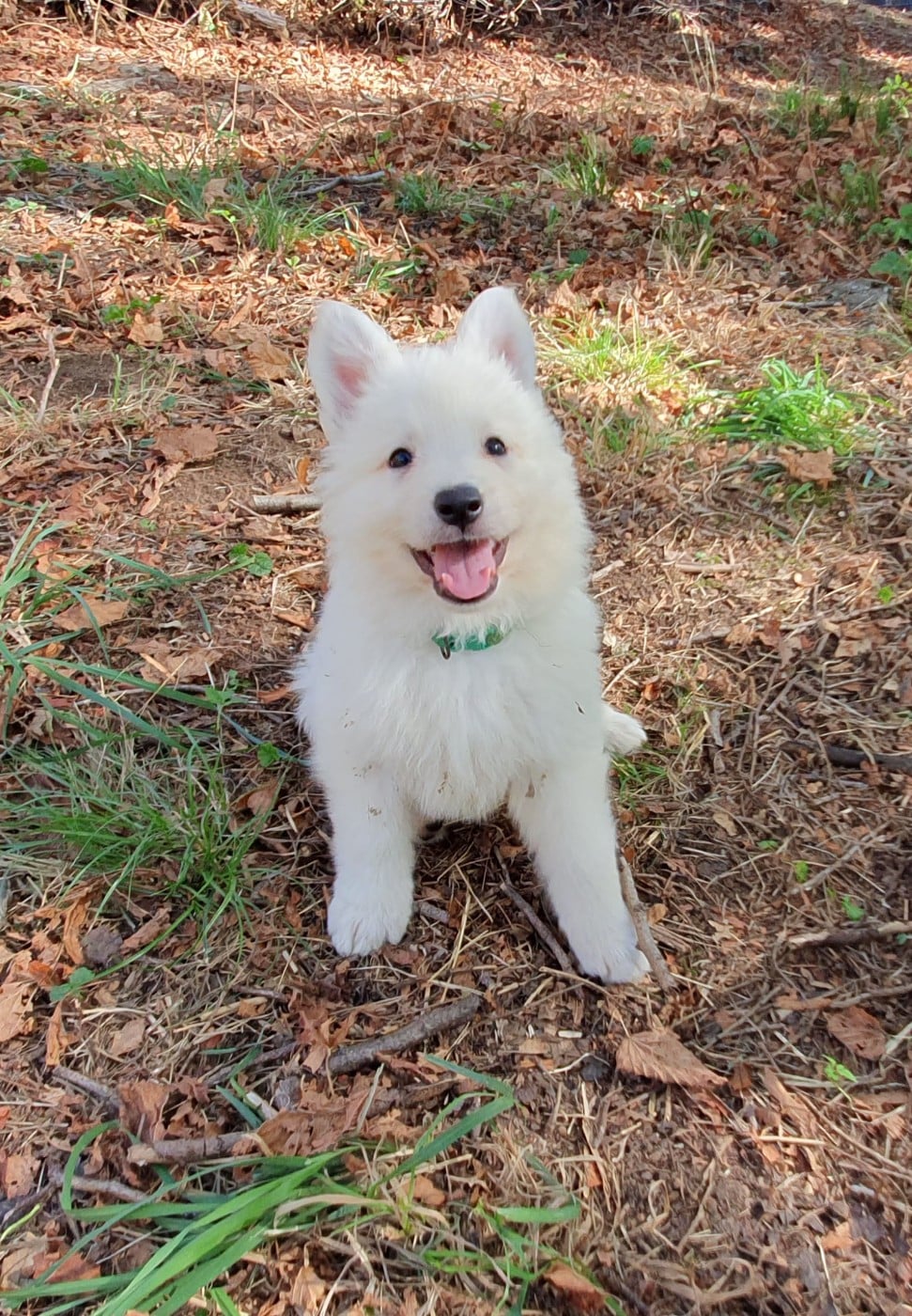 Chiot N°1 - Berger Blanc Suisse