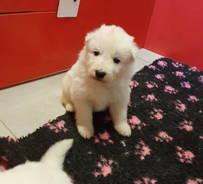Les chiots de Berger Blanc Suisse