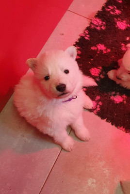 Les chiots de Berger Blanc Suisse