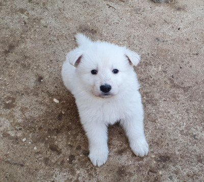 Les chiots de Berger Blanc Suisse