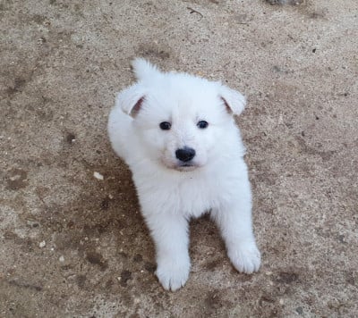 Les chiots de Berger Blanc Suisse