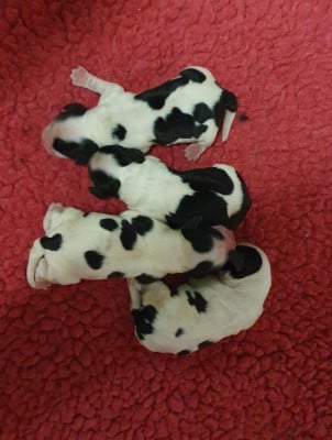 CHIOT 2 - Cocker Spaniel Anglais