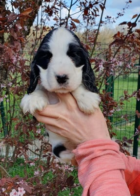 Les chiots de Cocker Spaniel Anglais