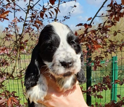 Les chiots de Cocker Spaniel Anglais