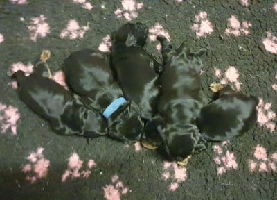 Les chiots de Cocker Spaniel Anglais