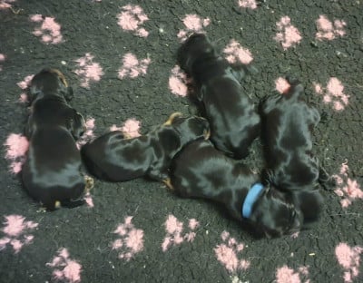 Les chiots de Cocker Spaniel Anglais